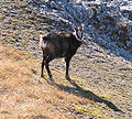 Náhled verze z 19. 11. 2005, 13:48