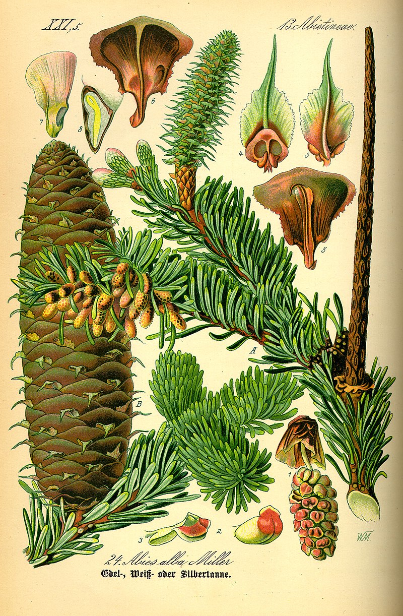 Illustration Abies alba0.jpg